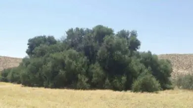 شجرة‭ ‬العكاريت‭: ‬ عملاقة‭ ‬الزيتون‭ ‬في‭ ‬تونس‭ ‬وعمرها‭ ‬الذي‭ ‬يتجاوز‭ ‬القرون