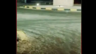فيديو : الخنافس تغزو شوارعا في السعودية