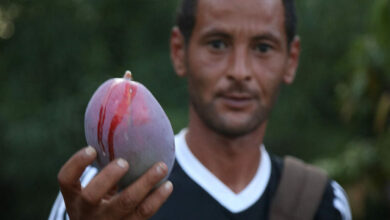 شاب كادح في نفزة يبدع في زراعة المانجو ويحتاج إلى الدعم