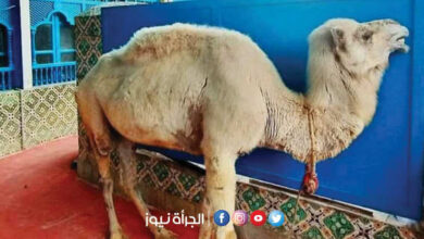 مقهى الصفصاف بالمرسى : وفاة الناقة الشهيرة فتحية