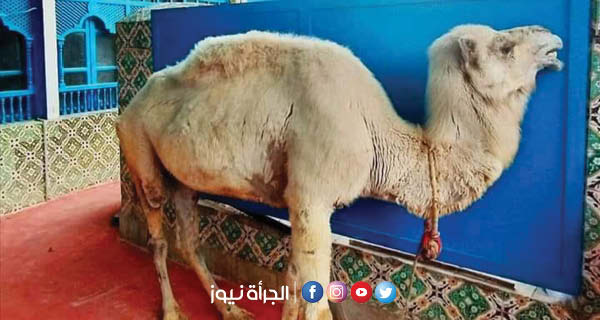 مقهى الصفصاف بالمرسى : وفاة الناقة الشهيرة فتحية