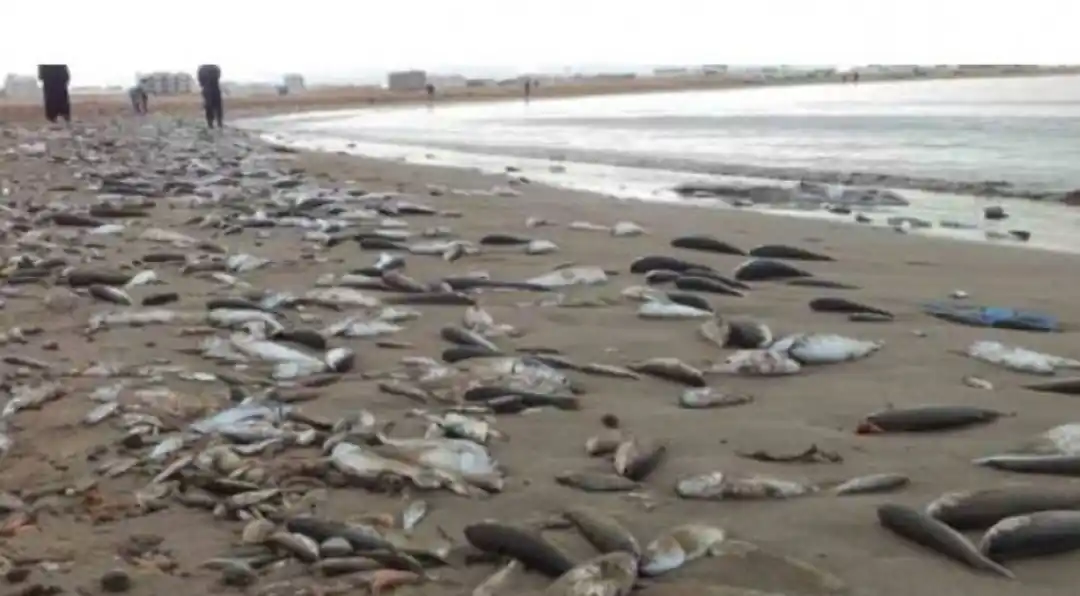 نفوق الأسماك في المنستير